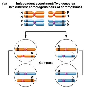 Independent assortment: Two genes on two different homologous pairs of chromosomes