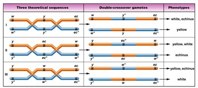 Three theoretical gene sequences and double-crossover gametes