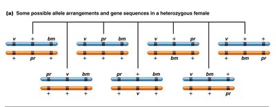 Possible allele arrangements and gene sequences in a heterozygous female