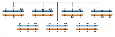 Possible allele arrangements and gene sequences in a heterozygous female