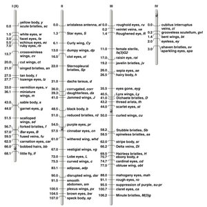 Drosophila chromosome map