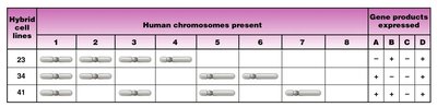 Hybrid cell lines and gene products table