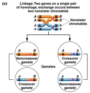 Linkage: Two genes on a single pair of homologs; exchange occurs between two nonsister chromatids