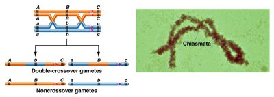 Double crossover and chiasmata formation