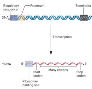 Bacterial gene and mRNA organization