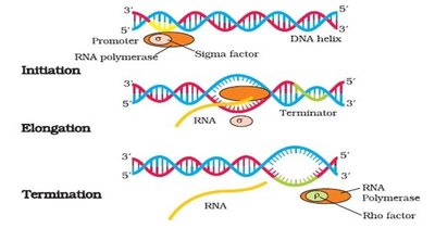 Stages of transcription