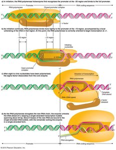 Sigma factor binding to DNA