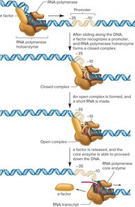 Elongation in bacterial transcription