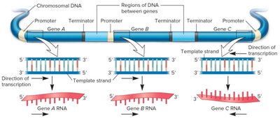 Termination mechanisms in bacterial transcription