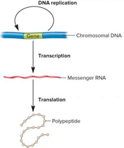 Central Dogma diagram
