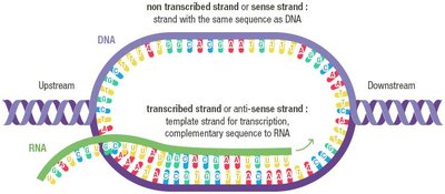 Transcription bubble showing template and coding strands
