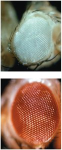 Wild-type and mutant Drosophila eyes