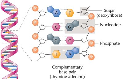 DNA structure and complementary base pairing