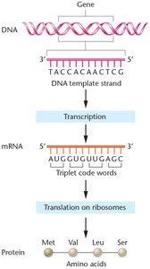 Central dogma: DNA to RNA to protein