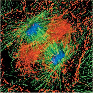 Late stage in mitosis with separated chromosomes