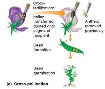 Cross-pollination in pea plants