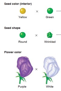 Examples of antagonistic pairs in pea plants