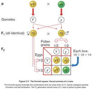 Punnett square for monohybrid cross