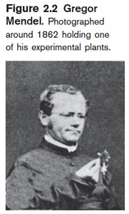 Gregor Mendel with experimental plants