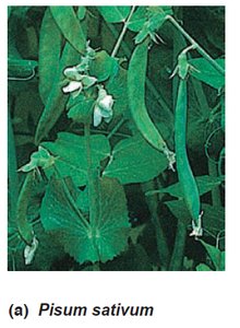 Pea plant (Pisum sativum)
