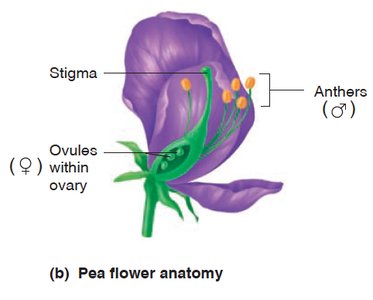 Pea flower anatomy