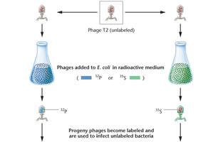 Hershey-Chase experiment with radioisotopes