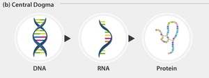 Central Dogma: DNA to RNA to Protein