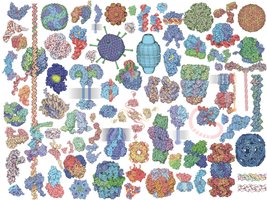 Diversity of protein structures