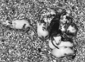 Spotted mouse litter showing mosaic fur coloration due to X inactivation