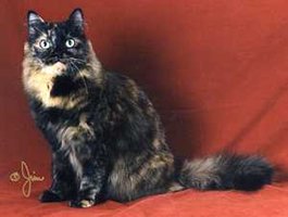 Calico cat showing mosaic fur coloration due to X inactivation