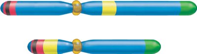 Mic2 gene location on X and Y chromosomes