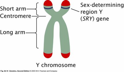 Diagram of Y chromosome showing SRY gene location