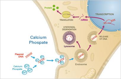 Calcium phosphate transfection mechanism