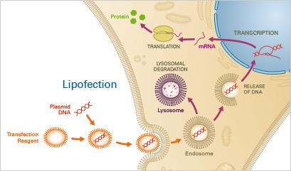 Lipofection mechanism