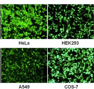 Cells expressing GFP after transfection