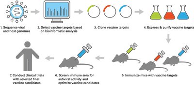 Vaccine development workflow