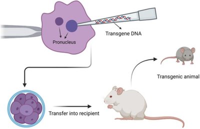 Pronuclear injection for transgenic mice