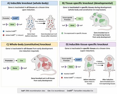 Overview of transgenic and knockout mouse generation