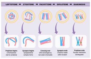 Substages of Prophase I in meiosis