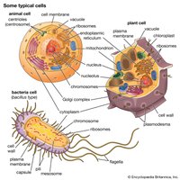 Diagram of typical animal, plant, and bacterial cells