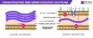 Comparison of Gram-positive and Gram-negative bacterial cell walls