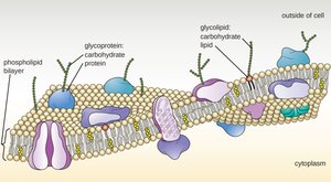 Structure of plasma membrane with glycoproteins and glycolipids