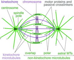 Diagram of spindle apparatus during mitosis