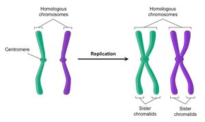 Homologous chromosomes and sister chromatids