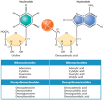 Nucleosides and nucleotides with table of names