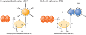 Structures of nucleoside diphosphate and triphosphate