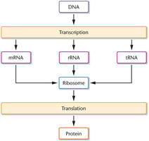 Central dogma of molecular genetics: DNA → RNA → Protein