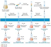 Avery, MacLeod, and McCarty's experiment identifying DNA as the transforming principle