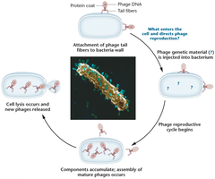 Hershey and Chase experiment: phage infection cycle