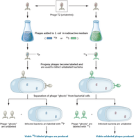 Hershey and Chase experiment: labeling and separation of phage components
